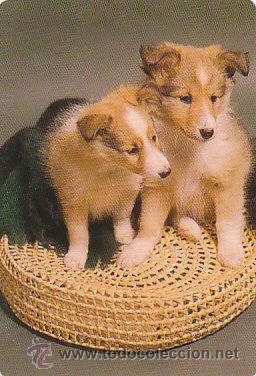 Coleccionismo calendarios: calendario, perros, del a&ntilde;o 1996 - Foto 1
