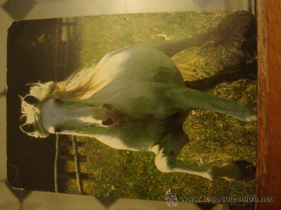 Collectables Calendars: antiguo calendario almanaque de bolsillo 1999 caballo