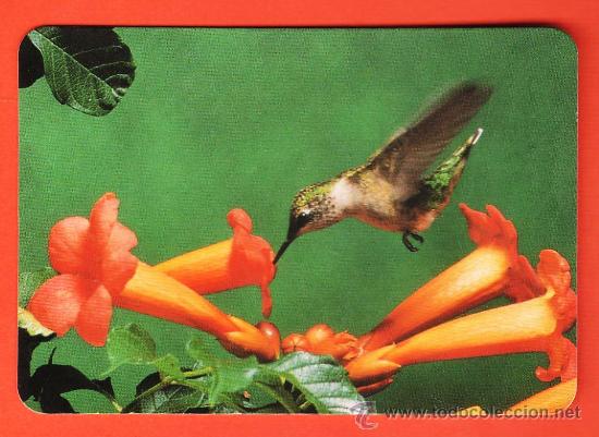 Collectionnisme Calendriers: calendario bolsillo - pajaro y flor - ave / animal / fauna - sin publicidad - a&ntilde;o 1998