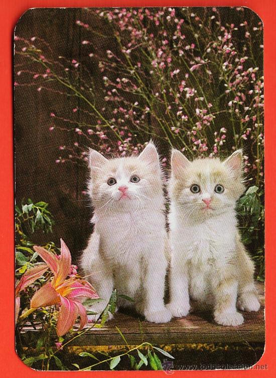 Collectionnisme Calendriers: calendario bolsillo - gato - animal / fauna - FUTBOL SALA BAR TROPEZON - a&ntilde;o 1984
