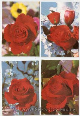 Collectables Calendars: 4 calendarios distintos de Rosas 1983 -. Oscarcolor - Vell i Bell