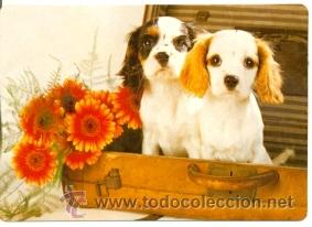 Coleccionismo Calendarios: 11-07cb63. Calendario a&ntilde;o 2007. Cachorros de Perro en maleta