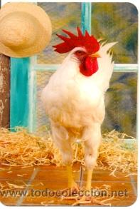 Sammeln von Kalendern: 11-06rr49. Calendario. Gallo
