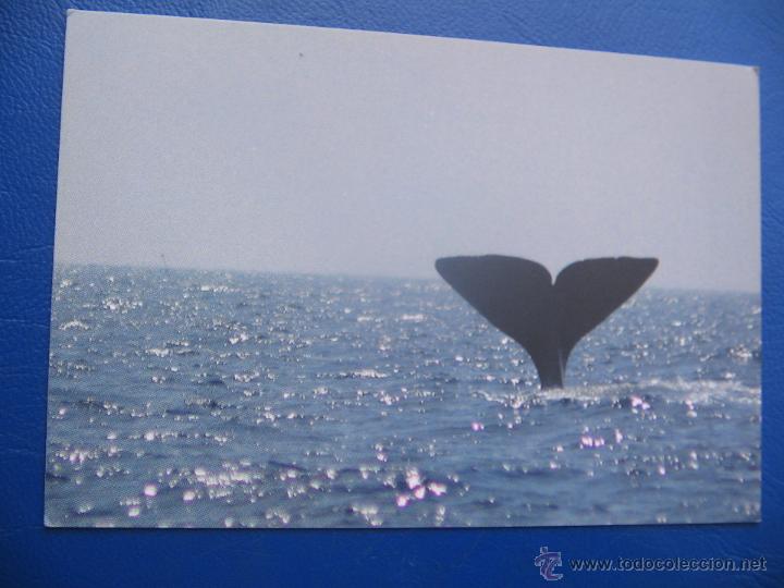 Coleccionismo Calendarios: CALENDARIO BOLSILLO ANIMAL (AMBAR CETACEOS. COM) 2010 NUEVO
