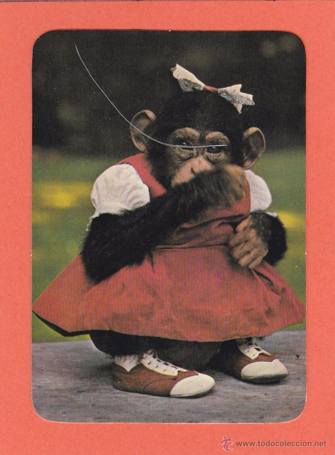 Coleccionismo calendarios: CALENDARIO 1985 - CHICA CHIMPANCE. ANIMALES