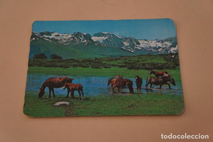 Coleccionismo calendarios: CALENDARIO DE BOLSILLO CABALLOS A&Ntilde;O 1981 LOTE 4 MIRAR FOTOS