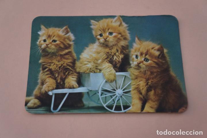 Coleccionismo calendarios: CALENDARIO DE BOLSILLO GATOS A&Ntilde;O 1981 LOTE 4 MIRAR FOTOS