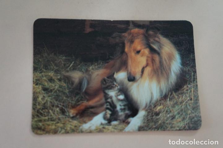 Sammeln von Kalendern: CALENDARIO DE BOLSILLO PERRO Y GATO A&Ntilde;O 1991 MIRAR FOTO TRASERA LOTE 6
