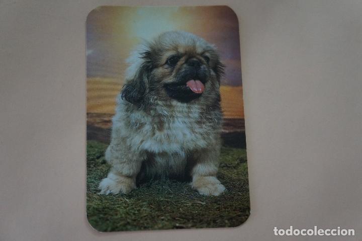 Coleccionismo Calendarios: CALENDARIO DE BOLSILLO PERRO A&Ntilde;O 1995 MIRAR FOTO TRASERA LOTE 6