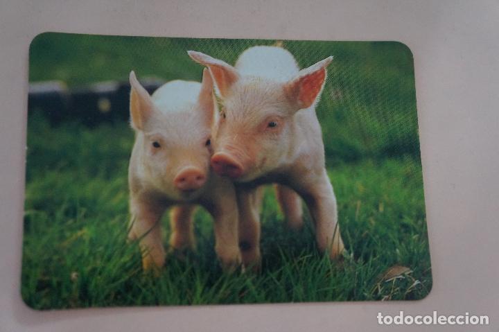 Colecionismo Calend&aacute;rios: CALENDARIO DE BOLSILLO CON PUBLICIDAD CERDOS A&Ntilde;O 1998 MIRAR FOTO TRASERA LOTE 6