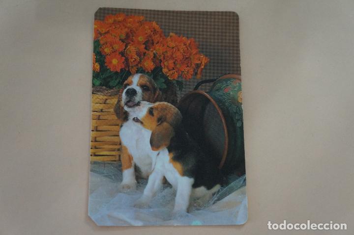 Colecionismo Calend&aacute;rios: CALENDARIO DE BOLSILLO CON PUBLICIDAD PERROS A&Ntilde;O 1998 MIRAR FOTO TRASERA LOTE 6