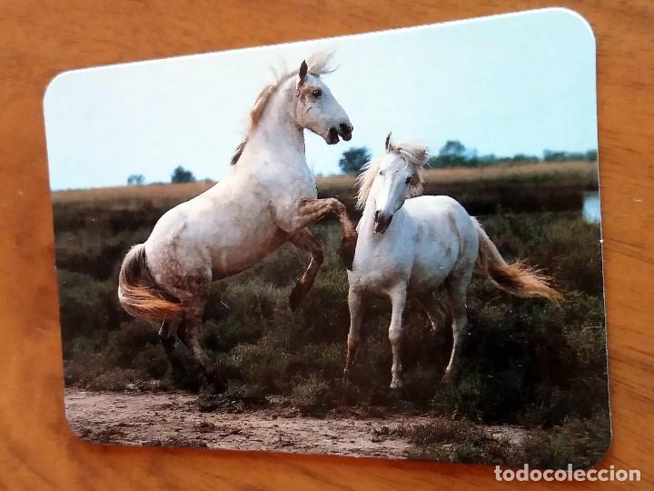 Sammeln von Kalendern: CALENDARIO DE BOLSILLO - CABALLOS - SIN PUBLICIDAD (VER FOTO ADICIONAL) A&Ntilde;O 1994