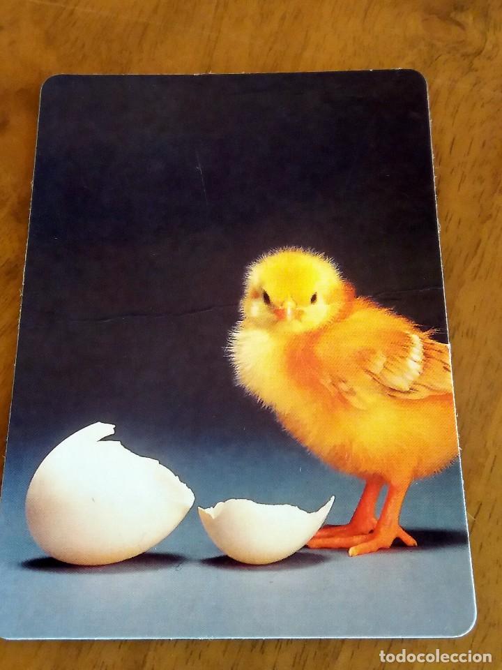 Sammeln von Kalendern: CALENDARIO DE BOLSILLO - POLLITOS - CON PUBLICIDAD (VER FOTO ADICIONAL) A&Ntilde;O 1996