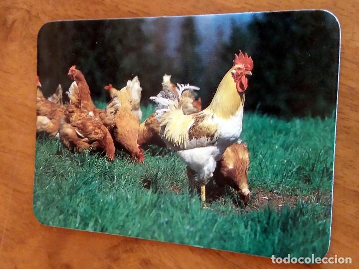 Sammeln von Kalendern: CALENDARIO DE BOLSILLO -GALLO - GALLINA - SIN PUBLICIDAD (VER FOTO ADICIONAL) A&Ntilde;O 1991