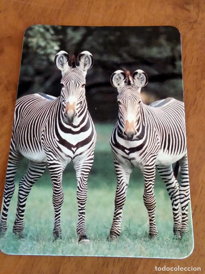 Sammeln von Kalendern: CALENDARIO DE BOLSILLO - ANIMALES - CEBRAS - SIN PUBLICIDAD (VER FOTO ADICIONAL) A&Ntilde;O 1998
