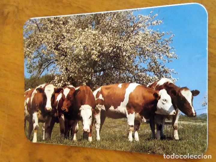 Sammeln von Kalendern: CALENDARIO DE BOLSILLO - ANIMALES - VACAS - SIN PUBLICIDAD (VER FOTO ADICIONAL) A&Ntilde;O 1994