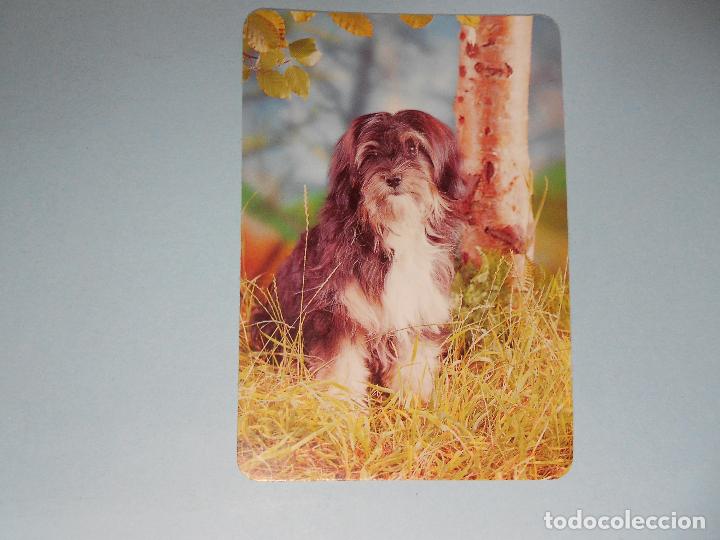 Coleccionismo calendarios: CALENDARIO 1994, PERRO, PERROS - Foto 1