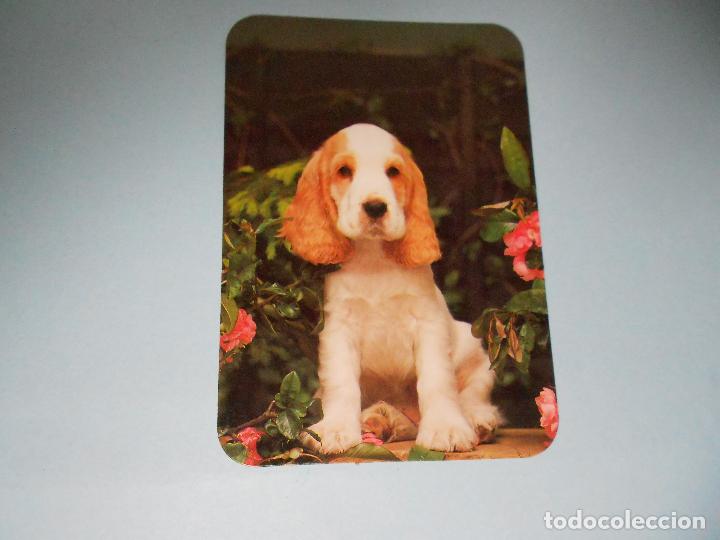 Coleccionismo calendarios: CALENDARIO 1995, PERRO, PERROS (CACHORRO) - Foto 1