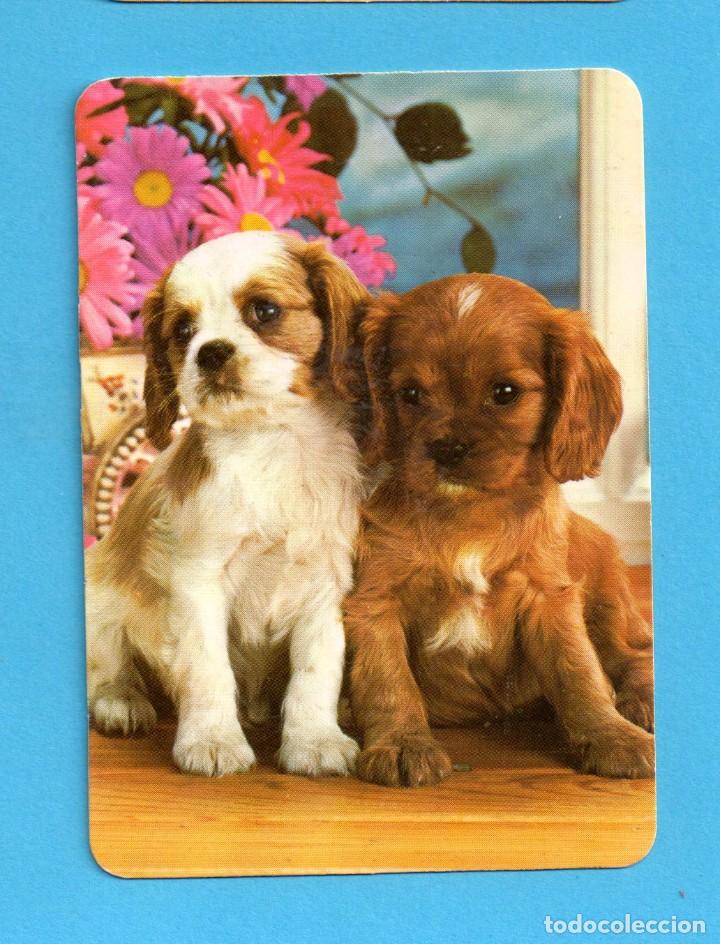 Collectables Calendars: calendario del a&ntilde;o 2003 el perros de casa bo. n&ordm; 578 con publicidad de san sebastian