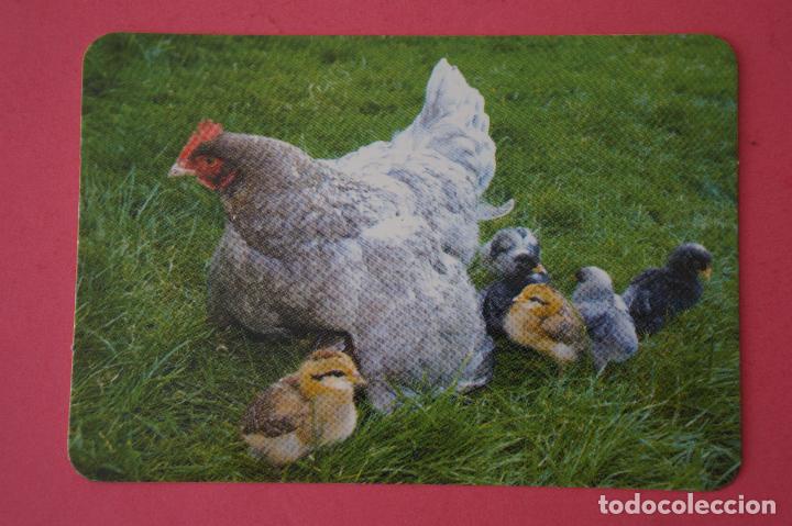 Collezionismo Calendari: CALENDARIO DE BOLSILLO:GALLINA,A&Ntilde;O 2010,SIN PUBLICIDAD,LOTE 1