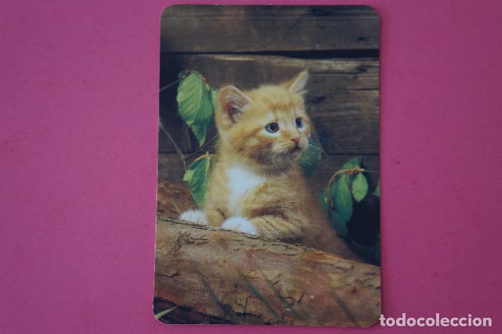 Collezionismo Calendari: CALENDARIO DE BOLSILLO:GATOS,A&Ntilde;O 2009,SIN PUBLICIDAD,LOTE 1