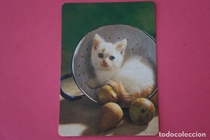 Sammeln von Kalendern: CALENDARIO DE BOLSILLO:GATOS,A&Ntilde;O 2009,SIN PUBLICIDAD,LOTE 1