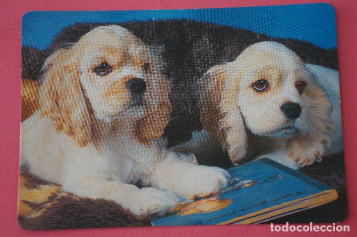 Sammeln von Kalendern: CALENDARIO DE BOLSILLO:PERROS,A&Ntilde;O 2009,SIN PUBLICIDAD,LOTE 1