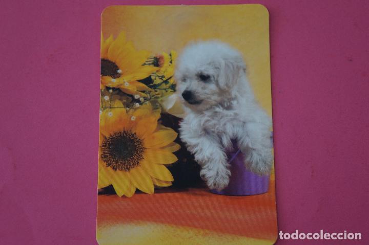 Sammeln von Kalendern: CALENDARIO DE BOLSILLO:PERROS,A&Ntilde;O 2009,SIN PUBLICIDAD,LOTE 1
