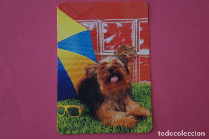 Sammeln von Kalendern: CALENDARIO DE BOLSILLO:PERROS,A&Ntilde;O 2009,SIN PUBLICIDAD,LOTE 1