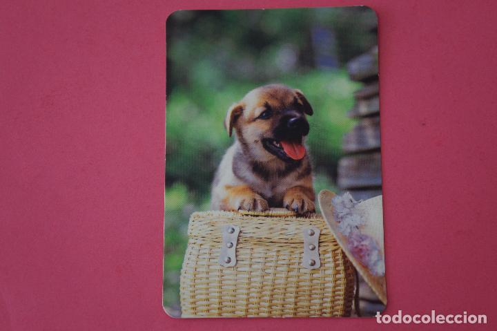 Sammeln von Kalendern: CALENDARIO DE BOLSILLO:PERROS,A&Ntilde;O 2009,SIN PUBLICIDAD,LOTE 1