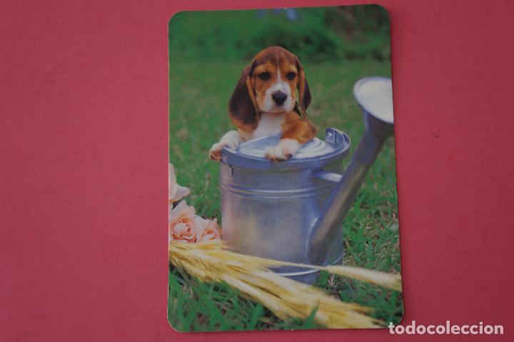 Sammeln von Kalendern: CALENDARIO DE BOLSILLO:PERROS,A&Ntilde;O 2009,SIN PUBLICIDAD,LOTE 1