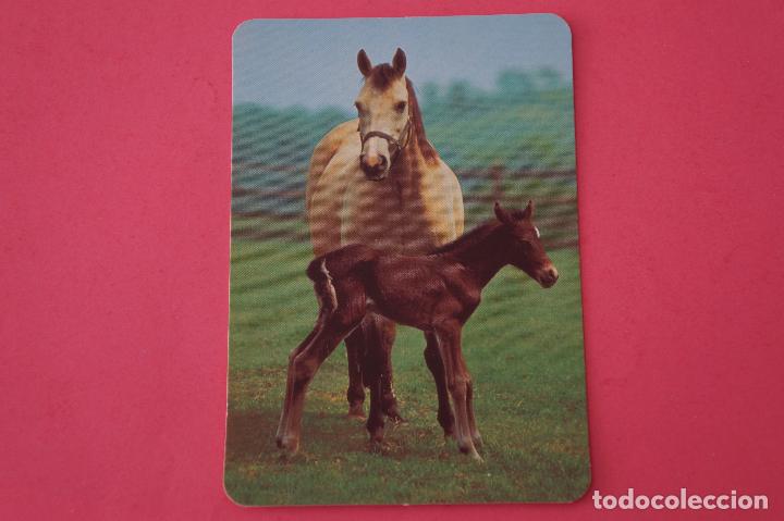 Collezionismo Calendari: CALENDARIO DE BOLSILLO:CABALLOS,A&Ntilde;O 2009,SIN PUBLICIDAD,LOTE 1