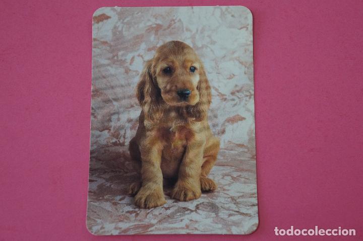 Collezionismo Calendari: CALENDARIO DE BOLSILLO:PERRO,A&Ntilde;O 2008,SIN PUBLICIDAD,LOTE 1