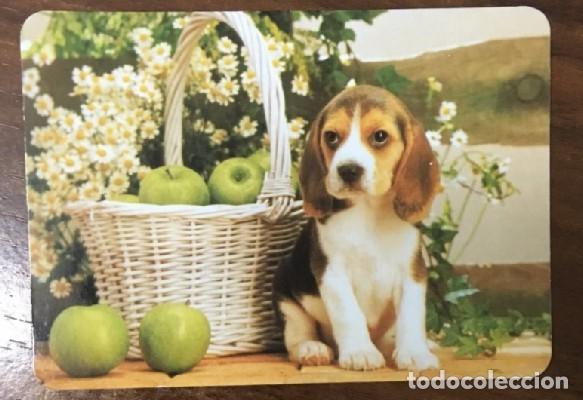 Colecionismo Calend&aacute;rios: CALENDARIO PERROS A&Ntilde;O 2000 CAL-8597