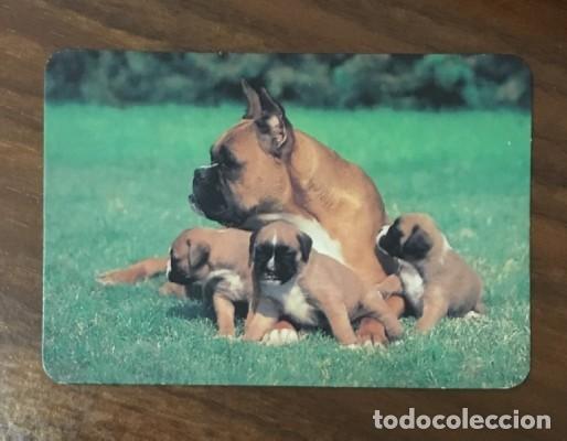 Coleccionismo calendarios: CALENDARIO PERROS A&Ntilde;O 1996 CAL-8668