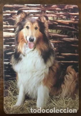 Coleccionismo calendarios: CALENDARIO PERROS A&Ntilde;O 1995 CAL-8678