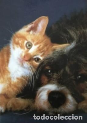 Coleccionismo calendarios: CALENDARIO GATOS, A&Ntilde;O 1994 CAL-8701