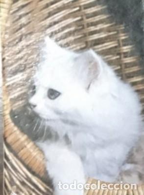 Coleccionismo calendarios: CALENDARIO GATOS, A&Ntilde;O 1983 CAL-8735