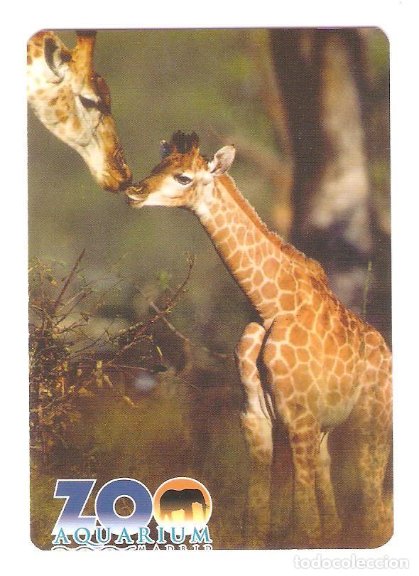 Coleccionismo Calendarios: CALENDARIO DE BOLSILLO PUBLICITARIO A&Ntilde;O 2007 FAUNA - JIRAFAS - ZOO AQUIARIUM - MADRID
