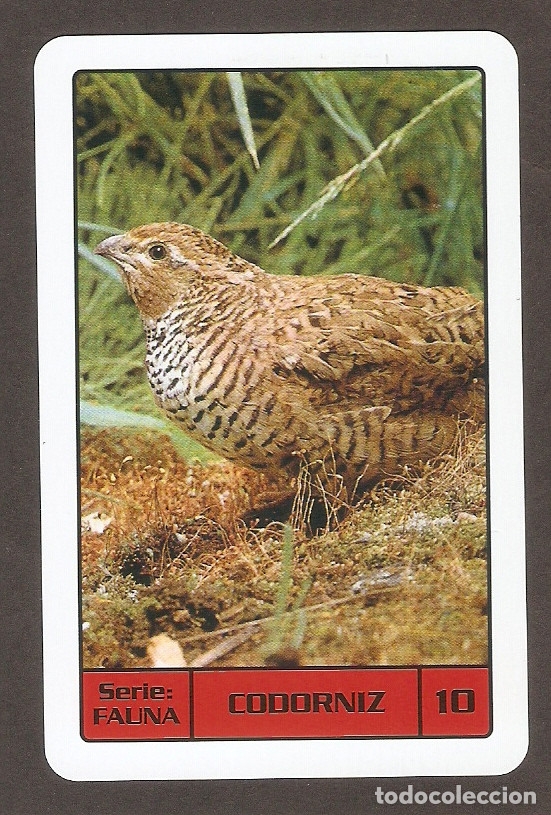 Coleccionismo Calendarios: CALENDARIO DE BOLSILLO FOURNIER A&Ntilde;O 2010 SERIE FAUNA - N&ordm; 10 CODORNIZ - AVE