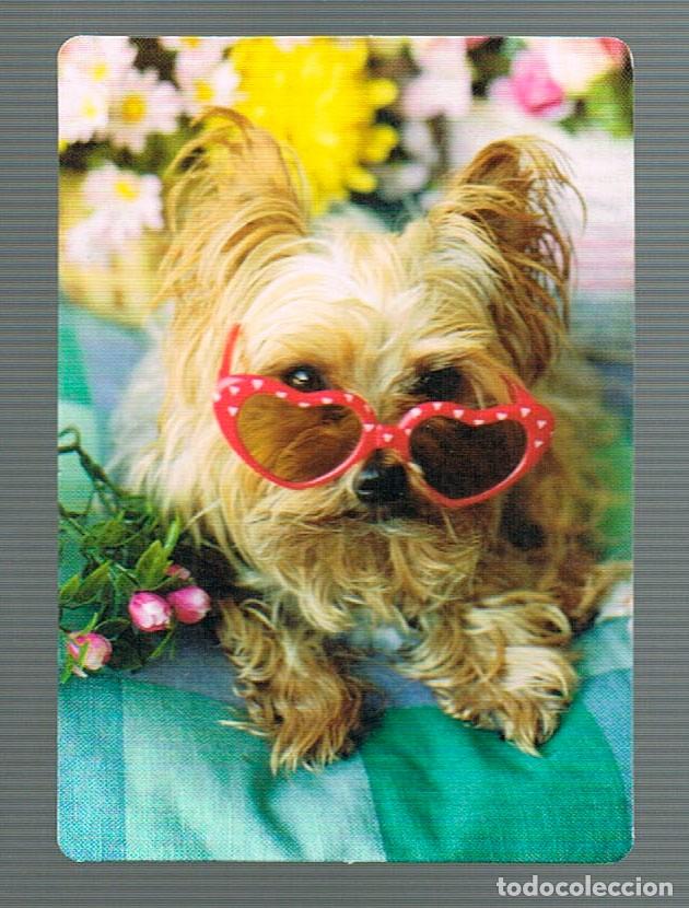 Coleccionismo calendarios: A&Ntilde;O 2003, Calendario de perros - Foto 1