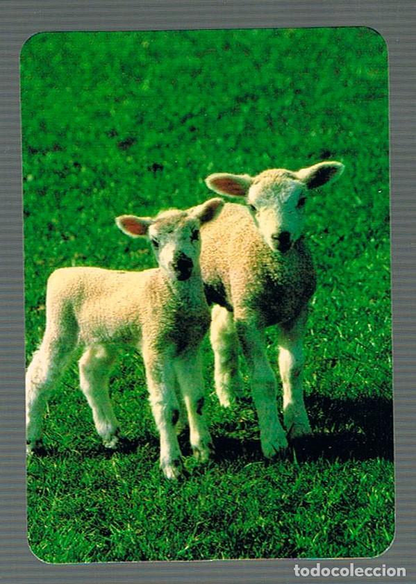 Coleccionismo calendarios: A&Ntilde;O 2003, CALENDARIO DE ANIMALES - Foto 1