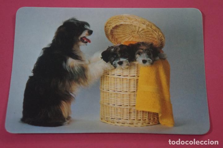 Collectionnisme Calendriers: CALENDARIO DE BOLSILLO CON PUBLICIDAD PERROS A&Ntilde;O 1988 LOTE 15