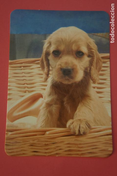 Collectables Calendars: CALENDARIO DE BOLSILLO CON PUBLICIDAD PERRO A&Ntilde;O 2011 LOTE 12 MIRAR FOTOS