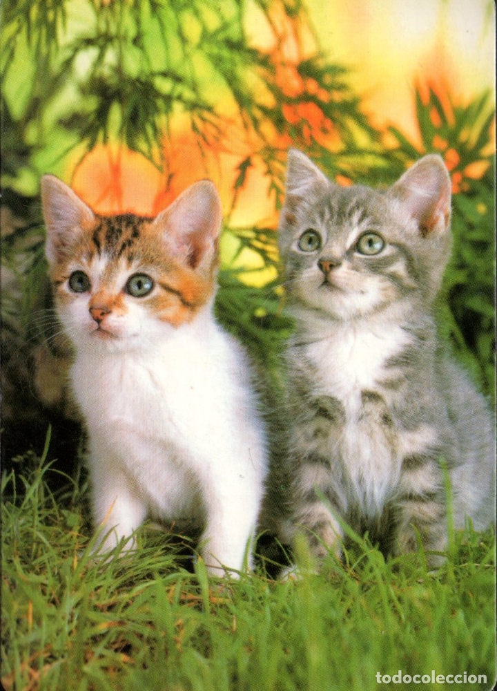 Coleccionismo calendarios: CALENDARIO GATOS. A&Ntilde;O 2006. CAL-9556
