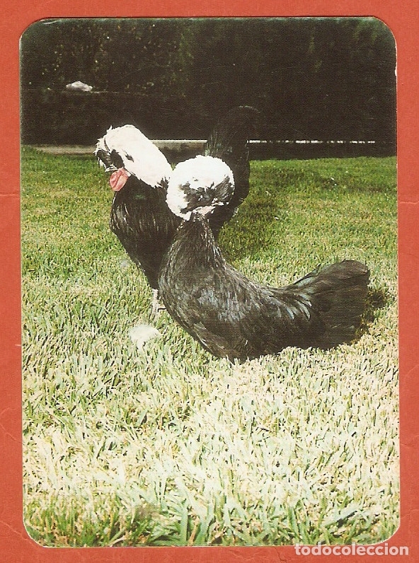 Coleccionismo calendarios: CALENDARIO DE BOLSILLO A&Ntilde;O 1991 FAUNA - AVES - GALLINAS - AVILANDIA CANARIA - VER FOTO REVERSO