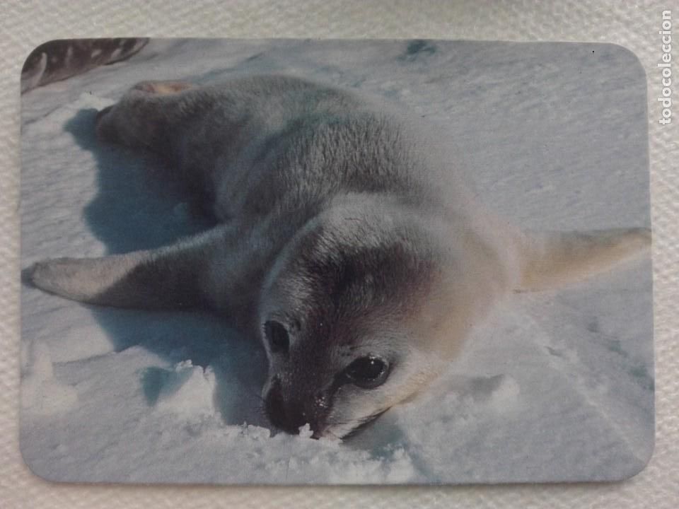 Coleccionismo calendarios: CALENDARIO BOLSILLO 1992 - WCB 346 - FOCA FAUNA