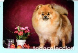 Coleccionismo Calendarios: CALENDARIO EXTRANJERO DE ANIMALES PERRO DEL A&Ntilde;O 2020