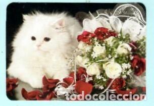 Coleccionismo Calendarios: CALENDARIO EXTRANJERO DE ANIMALES GATO  DEL A&Ntilde;O 2020