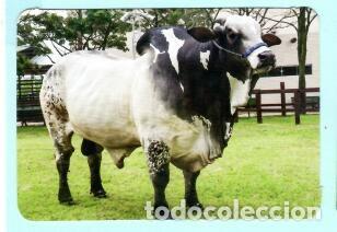 Coleccionismo Calendarios: CALENDARIO EXTRANJERO DE ANIMALES TORO DEL A&Ntilde;O 2020